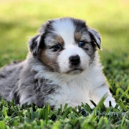 Australian Shepherd Puppies from Dovehawk Australian Shepherds