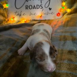 Rebel - Dapple female Dachshund puppy in Erie, Michigan from Champagne’s Grinch Toe’d Dachshunds