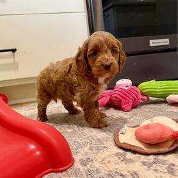Payton - Red male Cockapoo puppy in Beresford, South Dakota from DAKOTA DOOD RANCH