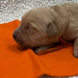 Razz - Golden female Golden Retriever puppy in Pueblo, Colorado from GR8 Goldens