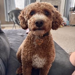 Aussiedoodle All Grown Up from Iron Doodles