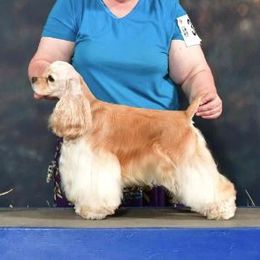 Lacey - Cocker Spaniel