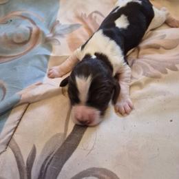 Boy 1 - Black white and tan male English Springer Spaniel puppy in Socorro, New Mexico from Huntin' Buddies
