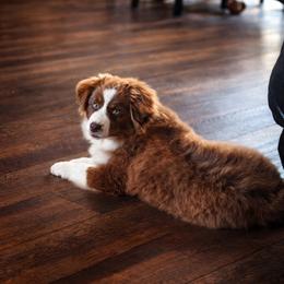 Cooper - Toy Australian Shepherd