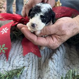 Take 5 - Parti male Goldendoodle puppy in Cross, South Carolina from DoodleDandy & Danes