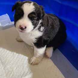 Toy Australian Shepherd Puppies from Beasley Acres Aussies