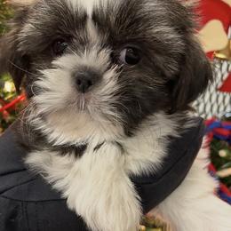 Will - Gold and white male Shih Tzu puppy in Hibbing, Minnesota from Iron Range Shih Tzu and Puppies