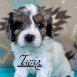 Twix, blue phantom party Merle - Merle male Cavapoo puppy in Courtland, Alabama from Ponderosa Frenchies and Cavapoo’s
