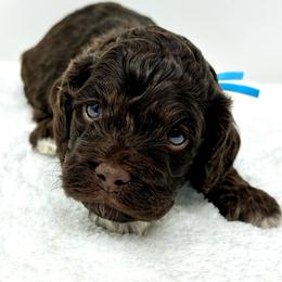 Light blue collar boy - Brown and tan male Cockapoo puppy in Oologah, Oklahoma from Timber Hills Poodles and Doodles