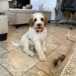 Scotty - Parti male Goldendoodle puppy in Sugarcreek, Ohio from True Hearted Doodles