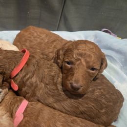 Poodle Puppies from Salina Querna