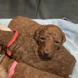 Poodle Puppies from Salina Querna