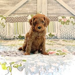 Australian Labradoodle Puppies from Lake Breeze Labradoodles