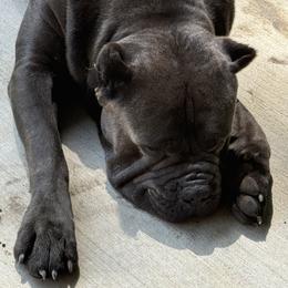 Cane Corso Puppies from A&B kennel