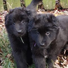 Belgian Sheepdogs from Sarron Belgian Sheepdogs