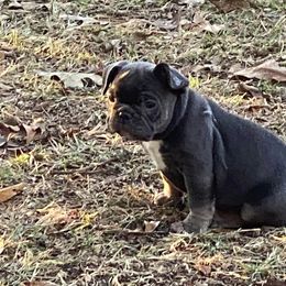 French Bulldogs from B & M Southern Frenchies