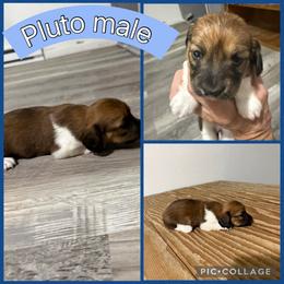 Pluto - Piebald male Dachshund puppy in Elko, Nevada from Willow Creek Acres Dachshunds