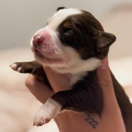 Atlas AKC - Red tri-color male Australian Shepherd puppy in Polk City, Florida from Skaky Shepherds