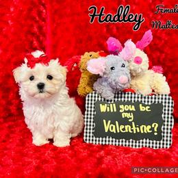 Maltese, Maltipoo, Poodle, and Yorkshire Terrier Puppies from Paw Perfect Pets