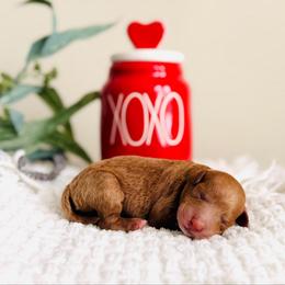 Meadow - Petite - Red  female Goldendoodle puppy in Elizabethtown, Kentucky from Reddy Poodles & Doodles