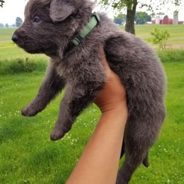 German Shepherd Puppies from Horizon Lane German shepherds