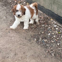 Samson - Grizzle and white male Sheepadoodle puppy in Kokomo, Indiana from Majestic Creek Puppies
