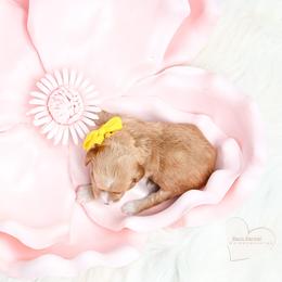 Yellow - Apricot female Goldendoodle puppy in Platteville, Wisconsin from Beck Kennel