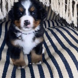 Bernese Mountain Dog Puppies from Blue Ridge Bernese