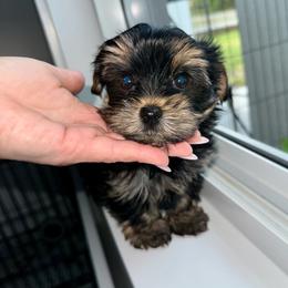 Benny more - Black and gold male Yorkshire Terrier puppy in Cape Coral, Florida from Katherine’s Yorkies and Poodles