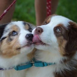 Australian Shepherds from Blessed Hope Aussies