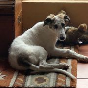 Borzoi and Cavalier King Charles Spaniel Puppies from Aria Borzoi