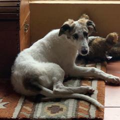 Borzoi and Cavalier King Charles Spaniel Puppies from Aria Borzoi