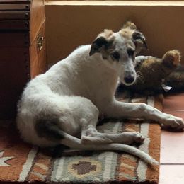 Borzoi and Cavalier King Charles Spaniel Puppies from Aria Borzoi