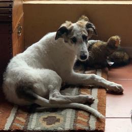 Borzoi and Cavalier King Charles Spaniel Puppies from Aria Borzoi