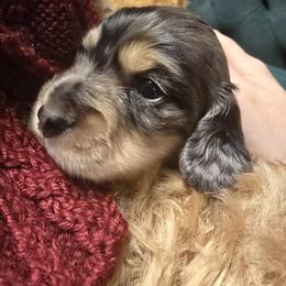 Dachshund Puppies from 4H Farms Dachshunds