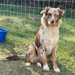 Goldie - Australian Shepherd
