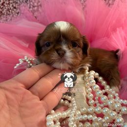 Buttercup - Liver and white female Shih Tzu puppy in Walkertown, North Carolina from Lil’ Bit’s Shih Tzu