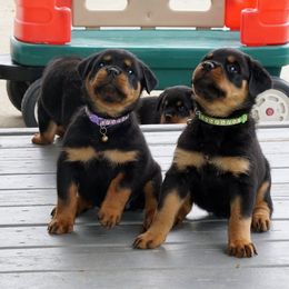 Rottweiler Puppies from Mountain High Kennels