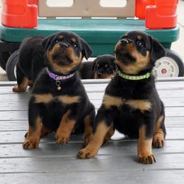 Rottweiler Puppies from Mountain High Kennels