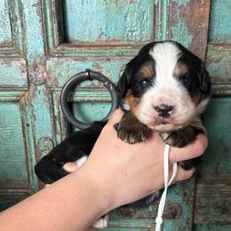 Girl 4 - Black rust and white female Bernese Mountain Dog puppy in Altura, Minnesota from Bluffside Berners