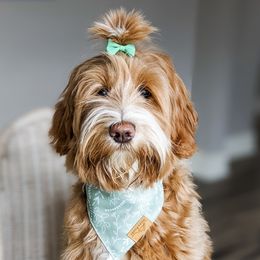 Winnie - Goldendoodle