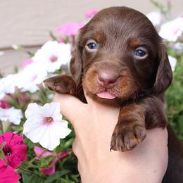 Clohé Chocolate girl long hair - Chocolate and tan female Dachshund puppy in Stockton, California from Wiggles & Wags Dachshund's