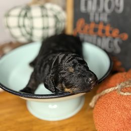 Cosmo - Tri-color male Bernedoodle puppy in Lookout, California from Remington Kennels, LLC