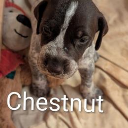 Chestnut - Liver roan male German Shorthaired Pointer puppy in Boulder Creek, California from Paloma Vista Ranch