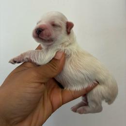 Kazoo - Wheaten male Miniature Schnauzer puppy in Hemet, California from Journee Home Mini Schnauzers