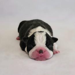 Boston Terrier Puppies from White Valley Boston Terriers