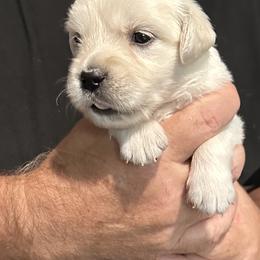 Ms. Green - Light golden female Golden Retriever puppy in Crestview, Florida from Pushin’ Sand Goldens
