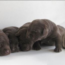 Labrador Retriever Puppies from Barefoot Labradors