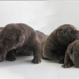Labrador Retriever Puppies from Barefoot Labradors