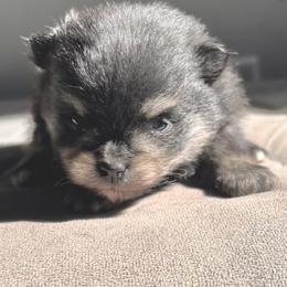 Blk n tan boy - Black and tan male Pomeranian puppy in Fayetteville, North Carolina from Tar-heel Poms